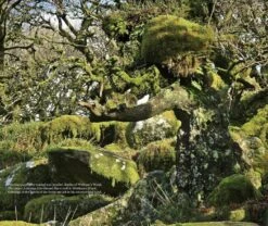 Magical Places Of Britain Book By Rob Wildwood -The Viking Dragon Shop Page028 290979