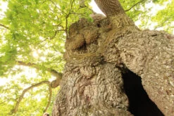 Magical France Book By Rob Wildwood 32 Magical France Book By Rob Wildwood -The Viking Dragon Shop magical france rob wildwood Ancient oak tree in Forest of Broceliande Brittany